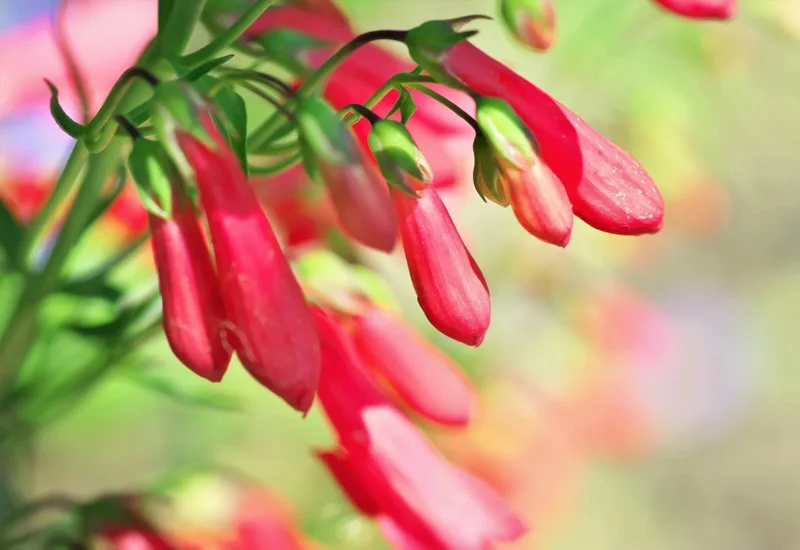 Eaton's Red Penstemon Seeds – Hummingbird Beardtongue – 200 Non-GMO Perennial Seeds – Outdoor - Image 3