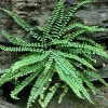 Ebony Spleenwort Fern Live Plant - Asplenium platyneuron - Small Shade Fern - Image 1