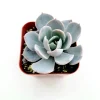 Echeveria 'Morning Beauty' Succulent Plant - Image 1