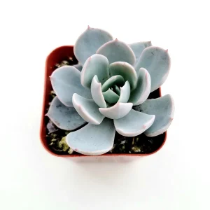 Echeveria 'Morning Beauty' Succulent Plant - Image 1