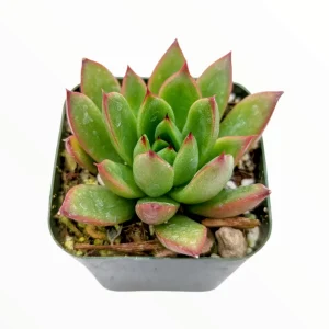 Echeveria agavoides 'Christmas' Succulent Live Plant - Drought Tolerant - Image 1
