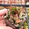 Echeveria Agavoides Christmas Succulent Live Plant – 2 inch Pot – Indoor - Image 1