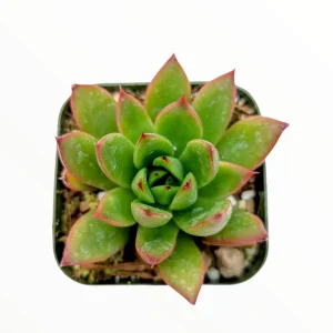 Echeveria agavoides 'Christmas' Succulent Live Plant - Drought Tolerant - Image 2