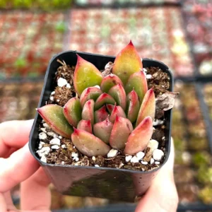 Echeveria Agavoides Christmas Succulent Live Plant – 2 inch Pot – Indoor - Image 2