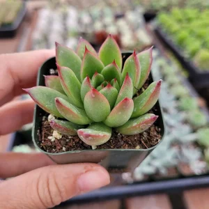 Echeveria agavoides 'Christmas' Succulent Live Plant - Drought Tolerant - Image 4