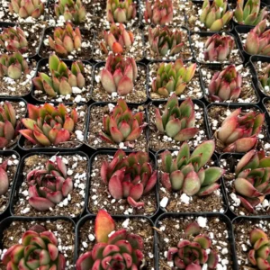 Echeveria Agavoides Christmas Succulent Live Plant – 2 inch Pot – Indoor - Image 4