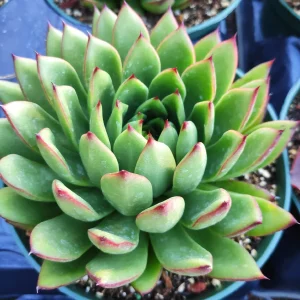 Echeveria agavoides 'Christmas' Succulent Live Plant - Drought Tolerant - Image 5