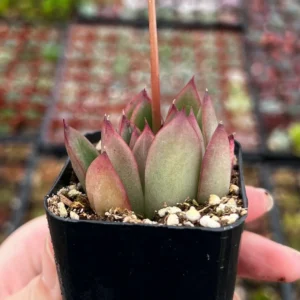Echeveria Agavoides Christmas Succulent Live Plant – 2 inch Pot – Indoor - Image 6