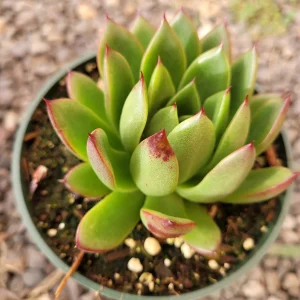Echeveria agavoides 'Christmas' Succulent Live Plant - Drought Tolerant - Image 7