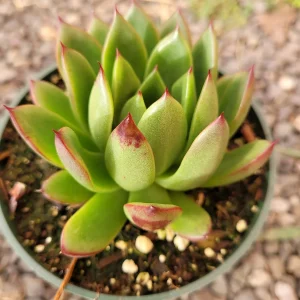 Echeveria agavoides 'Christmas' Succulent Live Plant - Drought Tolerant - Image 8