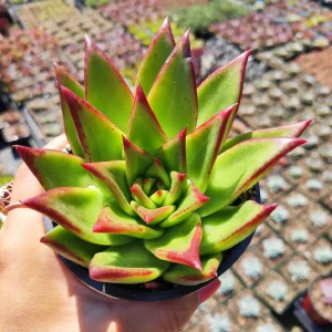 Echeveria Agavoides 'Lipstick' Succulent Plant | Easy Care Live Plant - Image 2