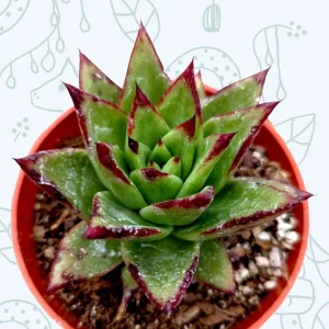 Echeveria Agavoides 'Lipstick' Succulent Plant | Easy Care Live Plant - Image 1
