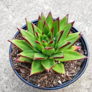 Echeveria Agavoides 'Lipstick' Succulent Plant | Easy Care Live Plant - Image 7