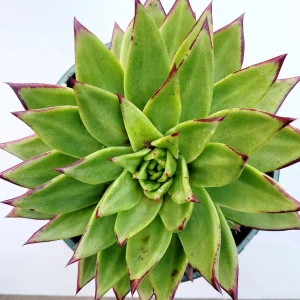 Echeveria Agavoides 'Lipstick' Succulent Plant | Easy Care Live Plant - Image 9