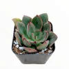 Echeveria 'Ana Lu' Live Succulent Plant - Drought-Tolerant Houseplant - Image 1