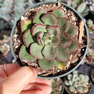Echeveria 'Ana Lu' Live Succulent Plant - Drought-Tolerant Houseplant - Image 3