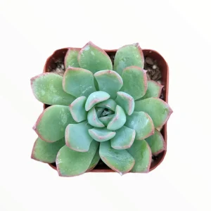 Echeveria 'Apus' Succulent Live Plant - Green & Red Rosettes - Up to 8 Inches - Image 2