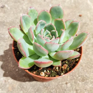 Echeveria 'Apus' Succulent Live Plant - Green & Red Rosettes - Up to 8 Inches - Image 3