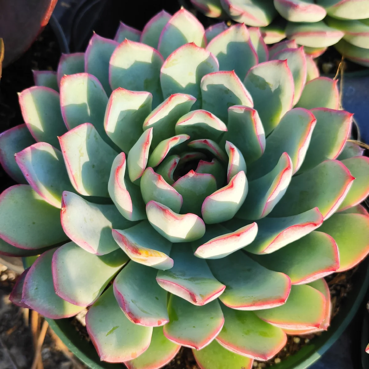 Echeveria 'Apus' Succulent Live Plant - Green & Red Rosettes - Up to 8 Inches - Image 6