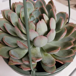 Echeveria 'Apus' Succulent Live Plant - Green & Red Rosettes - Up to 8 Inches - Image 7
