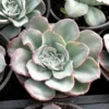 Echeveria Atlantis Live Succulent Plant - Powdery Blue-Green, 4 inch Pot - Image 1