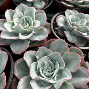 Echeveria Atlantis Live Succulent Plant - Powdery Blue-Green, 4 inch Pot - Image 2