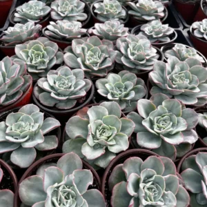 Echeveria Atlantis Live Succulent Plant - Powdery Blue-Green, 4 inch Pot - Image 3