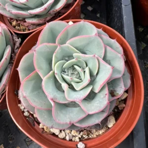 Echeveria Atlantis Live Succulent Plant - Powdery Blue-Green, 4 inch Pot - Image 6