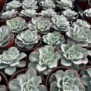 Echeveria Atlantis Live Succulent Plant - Powdery Blue-Green, 4 inch Pot - Image 7