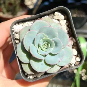 Echeveria Atlantis Live Succulent Plant - Powdery Blue-Green, 4 inch Pot - Image 8