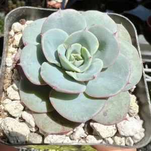Echeveria Atlantis Live Succulent Plant - Powdery Blue-Green, 4 inch Pot - Image 9
