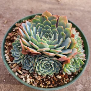 Echeveria Azulita Live Succulent Plant - Blue & Red Rosettes, 2 Inch Pot - Image 1