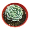 Echeveria 'Ben Badis' Live Succulent Plant - Drought Tolerant Indoor/Outdoor - Image 1