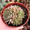 Echeveria Ben Badis Olivia Clusters Live Plant - Rare Succulent - 2" & 4" Pot Options - Image 1