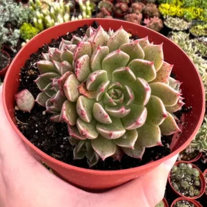 Echeveria Ben Badis Olivia Clusters Live Plant - Rare Succulent - 2