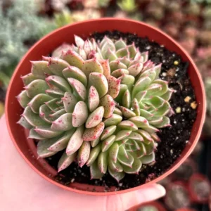 Echeveria Ben Badis Olivia Clusters Live Plant - Rare Succulent - 2