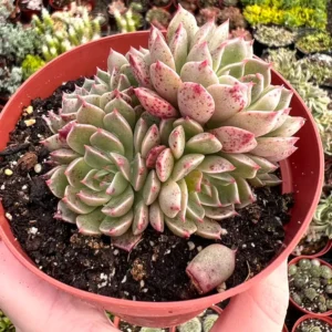 Echeveria Ben Badis Olivia Clusters Live Plant - Rare Succulent - 2