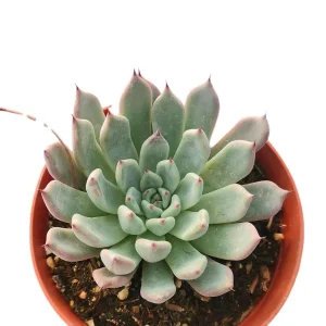 Echeveria Black Tips Succulent Live Plant - Indoor & Outdoor Succulent - Image 1
