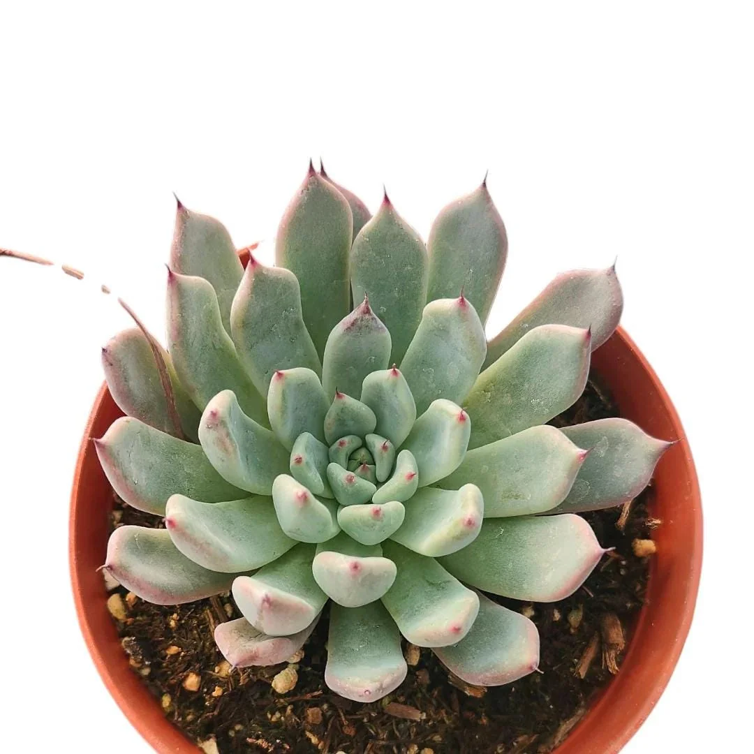 Echeveria Black Tips Succulent Live Plant - Indoor & Outdoor Succulent - Image 1