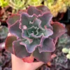 Echeveria Blue Curls Succulent Live Plant, 4 inch Pot, Indoor/Outdoor - Image 1