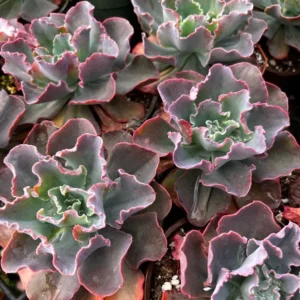 Echeveria Blue Curls Succulent Live Plant, 4 inch Pot, Indoor/Outdoor - Image 2