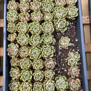 Echeveria Blue Dragon Succulent Live Plant – 1-1.5 inch – Rare Indoor/Outdoor - Image 2