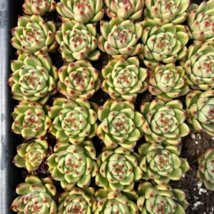 Echeveria Blue Dragon Succulent Live Plant – 1-1.5 inch – Rare Indoor/Outdoor - Image 1