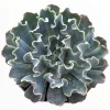Echeveria 'Blue Frills' Succulent Live Plant - Blue-Green Rosette, Indoor/Outdoor - Image 1