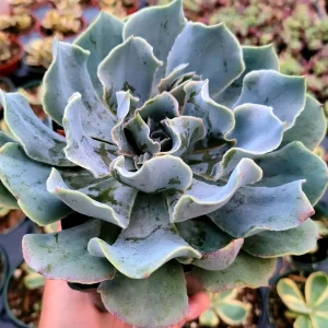 Echeveria 'Blue Frills' Succulent Live Plant - Blue-Green Rosette, Indoor/Outdoor - Image 3