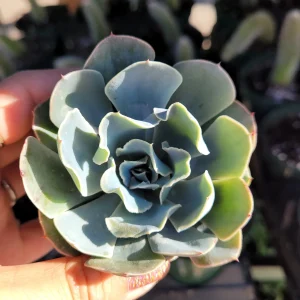 Echeveria 'Blue Frills' Succulent Live Plant - Blue-Green Rosette, Indoor/Outdoor - Image 7
