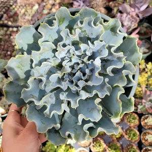 Echeveria 'Blue Frills' Succulent Live Plant - Blue-Green Rosette, Indoor/Outdoor - Image 8