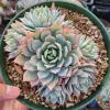 Echeveria 'Blue Mist' Succulent Live Plant - Whitish-Gray Rosettes, Easy Care - Image 1