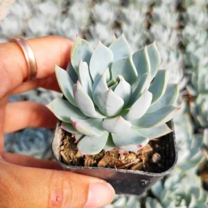 Echeveria 'Blue Mist' Succulent Live Plant - Whitish-Gray Rosettes, Easy Care - Image 3