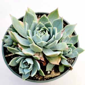 Echeveria 'Blue Mist' Succulent Live Plant - Whitish-Gray Rosettes, Easy Care - Image 4